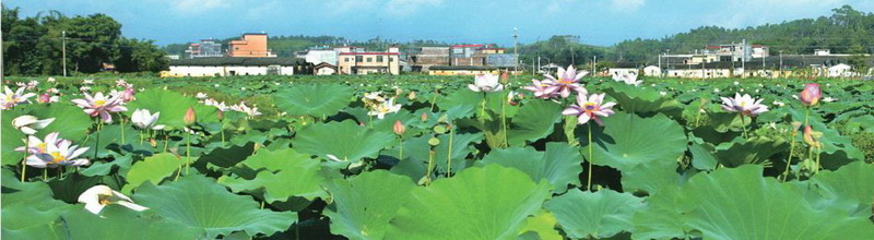 樓下村盤活村中八畝土地,成就了佛岡一景,也為該村帶來經(jīng)濟效益。