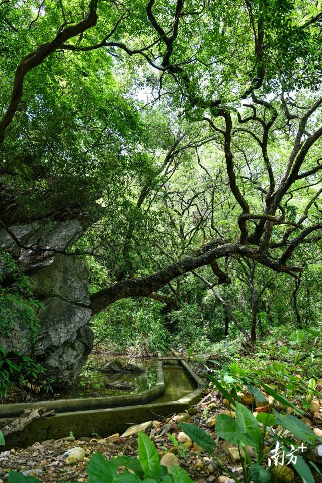 沙口鎮(zhèn)園山村背后，古樟樹錯落有致。 曾亮超 攝