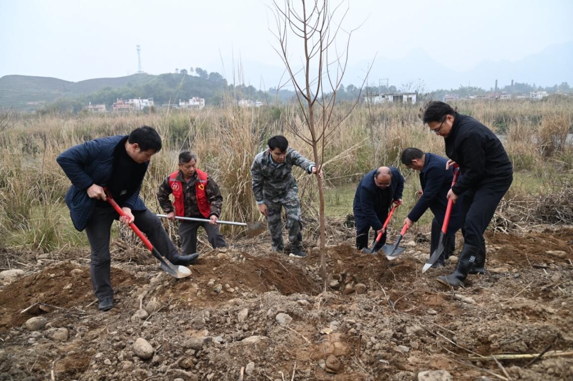 兵“林”城下 退役軍人走在綠美清遠生態(tài)建設(shè)“第一方陣”，萬株新苗筑牢粵北生態(tài)屏障